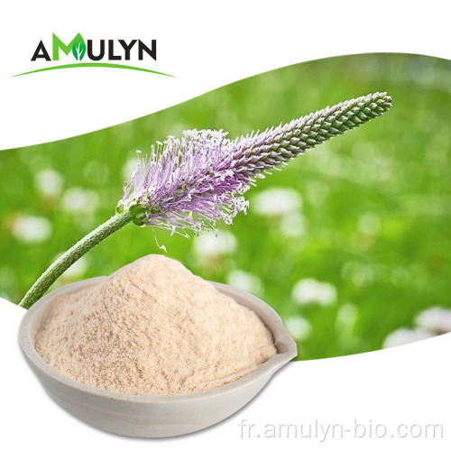 Poudre d&#39;extrait de cosse de psyllium de fibre diététique de cosse de psyllium